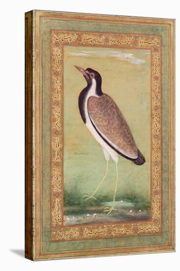 Indian Lapwing, C.1800-Ustad Mansur-Stretched Canvas