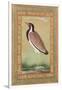 Indian Lapwing, C.1800-Ustad Mansur-Framed Giclee Print