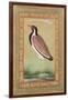 Indian Lapwing, C.1800-Ustad Mansur-Framed Giclee Print