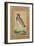 Indian Lapwing, C.1800-Ustad Mansur-Framed Giclee Print