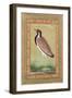 Indian Lapwing, C.1800-Ustad Mansur-Framed Giclee Print