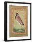 Indian Lapwing, C.1800-Ustad Mansur-Framed Giclee Print