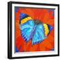 Indian Leaf Butterfly, 2014-Jane Tattersfield-Framed Giclee Print