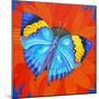 Indian Leaf Butterfly, 2014-Jane Tattersfield-Mounted Giclee Print