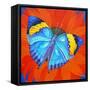 Indian Leaf Butterfly, 2014-Jane Tattersfield-Framed Stretched Canvas