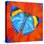 Indian Leaf Butterfly, 2014-Jane Tattersfield-Stretched Canvas