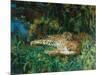 Indian Leopards-John Macallan Swan-Mounted Premium Giclee Print