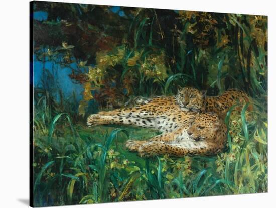 Indian Leopards-John Macallan Swan-Stretched Canvas