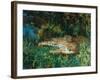 Indian Leopards-John Macallan Swan-Framed Premium Giclee Print