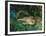 Indian Leopards-John Macallan Swan-Framed Giclee Print