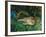 Indian Leopards-John Macallan Swan-Framed Giclee Print