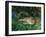 Indian Leopards-John Macallan Swan-Framed Giclee Print