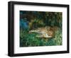 Indian Leopards-John Macallan Swan-Framed Premium Giclee Print