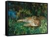 Indian Leopards-John Macallan Swan-Framed Stretched Canvas