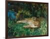 Indian Leopards-John Macallan Swan-Framed Giclee Print