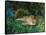 Indian Leopards-John Macallan Swan-Framed Stretched Canvas