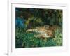 Indian Leopards-John Macallan Swan-Framed Giclee Print