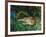 Indian Leopards-John Macallan Swan-Framed Giclee Print