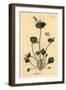 Indian Lettuce, Perfoliate Claytonia, Claytonia Perfoliata-Sydenham Teast Edwards-Framed Giclee Print