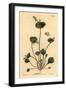 Indian Lettuce, Perfoliate Claytonia, Claytonia Perfoliata-Sydenham Teast Edwards-Framed Giclee Print