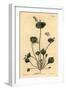 Indian Lettuce, Perfoliate Claytonia, Claytonia Perfoliata-Sydenham Teast Edwards-Framed Giclee Print