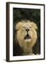 Indian Lion (Panthera leo persica) adult male, roaring, close-up of head, captive-Terry Whittaker-Framed Photographic Print