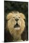 Indian Lion (Panthera leo persica) adult male, roaring, close-up of head, captive-Terry Whittaker-Mounted Photographic Print