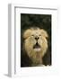 Indian Lion (Panthera leo persica) adult male, roaring, close-up of head, captive-Terry Whittaker-Framed Photographic Print