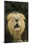 Indian Lion (Panthera leo persica) adult male, roaring, close-up of head, captive-Terry Whittaker-Mounted Photographic Print