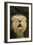 Indian Lion (Panthera leo persica) adult male, roaring, close-up of head, captive-Terry Whittaker-Framed Photographic Print