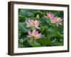 Indian lotus (Nelumbo nucifera) flowers, Melbourne Botanic garden, Victoria, Australia.-Ernie Janes-Framed Photographic Print