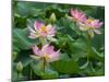 Indian lotus (Nelumbo nucifera) flowers, Melbourne Botanic garden, Victoria, Australia.-Ernie Janes-Mounted Photographic Print