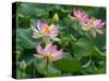 Indian lotus (Nelumbo nucifera) flowers, Melbourne Botanic garden, Victoria, Australia.-Ernie Janes-Stretched Canvas