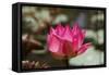 Indian Lotus-null-Framed Stretched Canvas