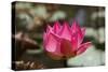 Indian Lotus-null-Stretched Canvas
