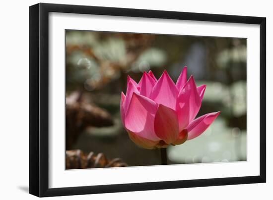 Indian Lotus-null-Framed Photographic Print