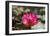 Indian Lotus-null-Framed Photographic Print
