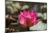Indian Lotus-null-Mounted Photographic Print