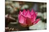 Indian Lotus-null-Mounted Photographic Print