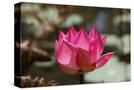 Stretched Canvas