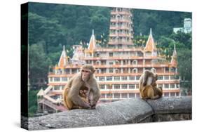 Indian Macaque Monkeys-asaf eliason-Stretched Canvas
