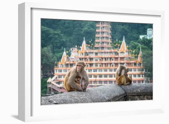 Indian Macaque Monkeys-asaf eliason-Framed Photographic Print