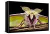 Indian Moon - Indian Luna Moth (Actias Selene) Head-On View Showing Feather-Like Antennae-Alex Hyde-Framed Stretched Canvas