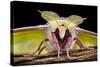 Indian Moon - Indian Luna Moth (Actias Selene) Head-On View Showing Feather-Like Antennae-Alex Hyde-Stretched Canvas