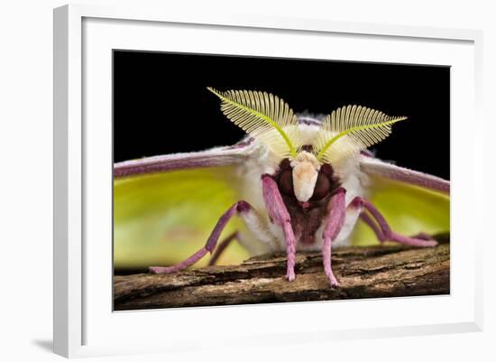 Indian Moon - Indian Luna Moth (Actias Selene) Head-On View Showing Feather-Like Antennae-Alex Hyde-Framed Photographic Print