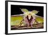 Indian Moon - Indian Luna Moth (Actias Selene) Head-On View Showing Feather-Like Antennae-Alex Hyde-Framed Photographic Print