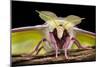 Indian Moon Moth - Indian Luna Moth (Actias Selen) Head-On View Showing Feather-Like Antennae-Alex Hyde-Mounted Photographic Print