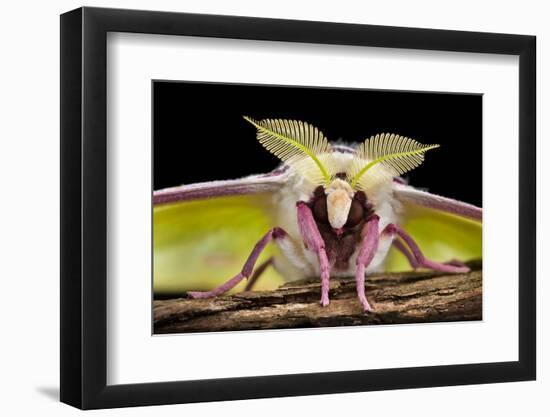 Indian Moon Moth - Indian Luna Moth (Actias Selen) Head-On View Showing Feather-Like Antennae-Alex Hyde-Framed Photographic Print