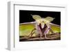 Indian Moon Moth - Indian Luna Moth (Actias Selen) Head-On View Showing Feather-Like Antennae-Alex Hyde-Framed Photographic Print