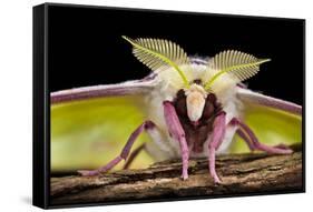 Indian Moon Moth - Indian Luna Moth (Actias Selen) Head-On View Showing Feather-Like Antennae-Alex Hyde-Framed Stretched Canvas